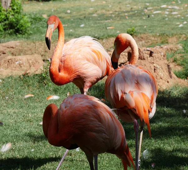 Zwei Amerikanische Flamingos Stehen Schatten Und Picken Ihren Federn — Stockfoto