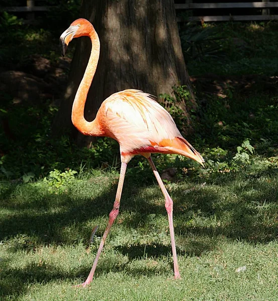 Amerikanischer Flamingo Spaziert Garten Mit Dunklem Hintergrund — Stockfoto