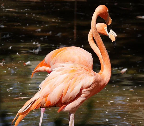 Flamingoes standing side by side in a pond, with dark background