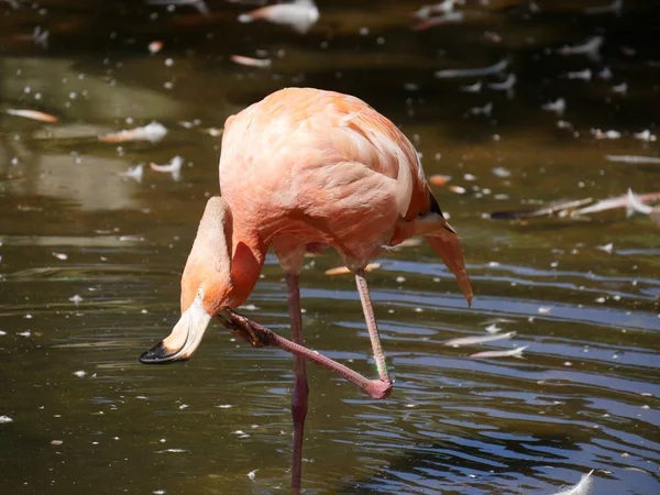 Ein Amerikanischer Flamingo Steht Einem Teich Und Kratzt Sich Mit — Stockfoto