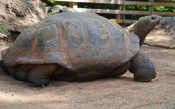 Галапагосская Черепаха Ползает Вперед Земле — стоковое фото