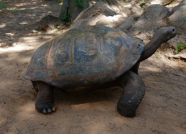 Galápagos Tortuga Caminando Junto Grandes Piedras Vista Lateral —  Fotos de Stock