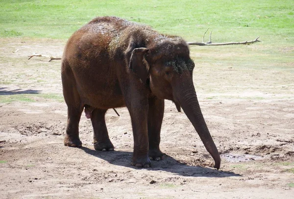 Elefante Jugando Polvo — Foto de Stock