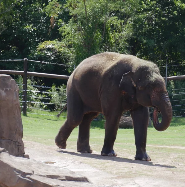 Elefante Grande Caminando Dentro Recinto Zoológico — Foto de Stock