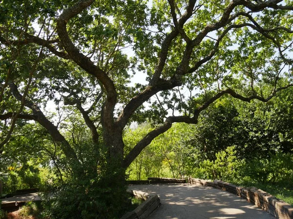 Ağaç insanlar için gölge sağlayan bir dolambaçlı beton kaldırım yanında