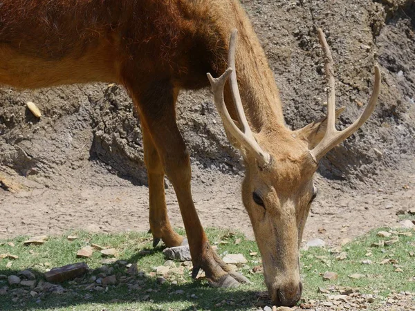 Gros Plan Une Tête Cerf Pliée Mangeant Sur Herbe — Photo