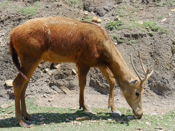 Cerf Debout Vue Latérale Sur Une Parcelle Herbe Manger — Photo