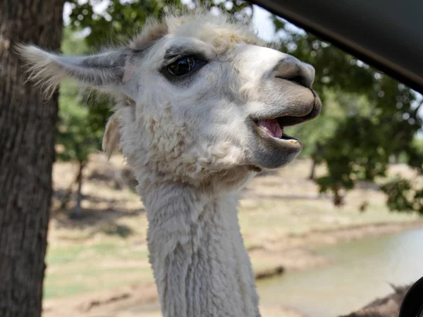 Primer Plano Una Cabeza Llamas Alpaca Blanca Con Boca Abierta — Foto de Stock