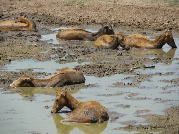 Bir Texas longhorn bir mera tahriş görünümlü
