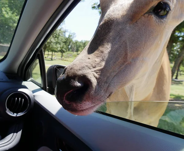 Bir aracın penceresine giren bir kafasının yakın çekimi 