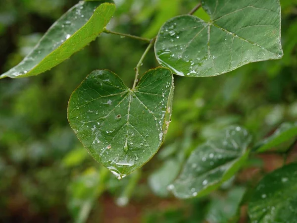Yeşil yaprakları bir yağmurdan sonra çiğ damla ile ıslak, bulanık arka plan ile Taze ıslak yaprakları