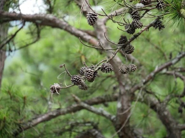 Closeup Pine Cones Hanging Branch Pine Tree Blurred Background — Stock Photo, Image