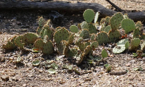 地面に成長する鋭いスパイキーサボテン植物 — ストック写真