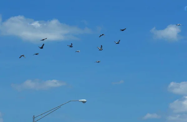 Una Bandada Aves Volando Los Cielos Azules Con Parte Superior —  Fotos de Stock