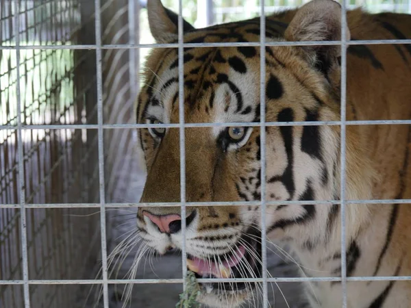 Closeup of tigers face inside a cage at a zoo