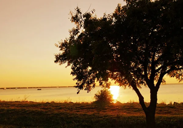 Gün batımında Hefner Gölü'nde bir ağacın silueti, Oklahoma City