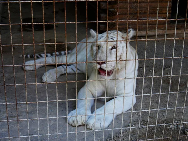 A white tiger lying on the ground behind the screened cage in a zoo, with mouth open