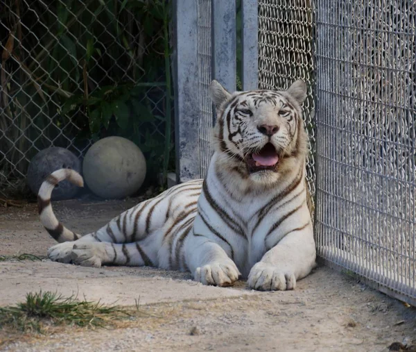 Een Tijger Liggend Grond Met Zijn Mond Open — Stockfoto