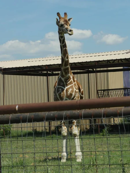 Uma Girafa Espreita Acima Seu Recinto Blindado Zoológico — Fotografia de Stock