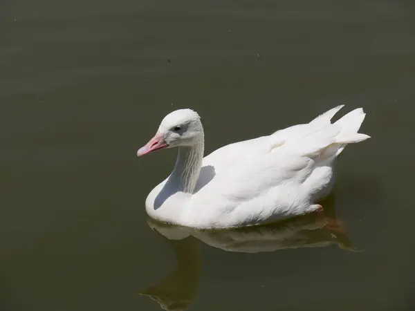 在池塘里游泳的白鸭 倒映在水里 — 图库照片