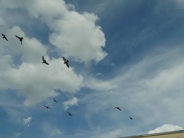 Pájaros Volando Aire Contra Cielos Azules Blancos —  Fotos de Stock