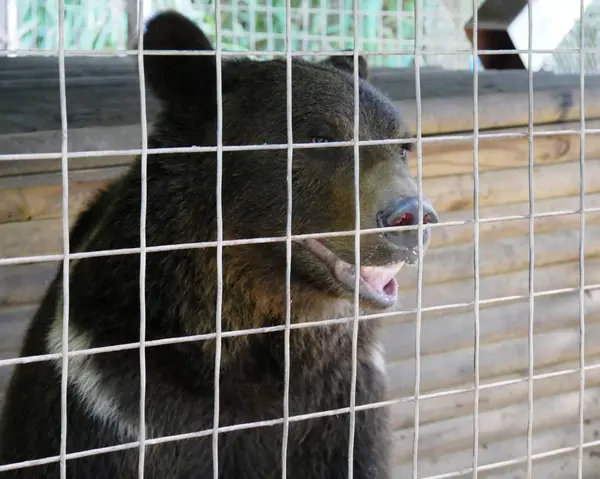 Hayvanat bahçesinde kafeste büyük siyah ayı