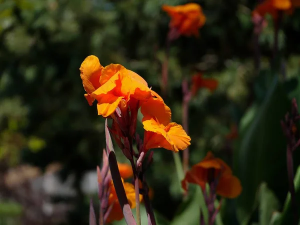 Plan Moyen Large Fleurs Orange Dans Jardin Avec Fond Flou — Photo