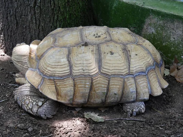Big brown turtle asleep in the ground next to a big tree — Stock Image Big Brown Turtle Asleep Ground Next Big Tree Stock Picture