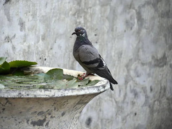 Pombo Empoleirado Banho Pássaro Parque — Fotografia de Stock
