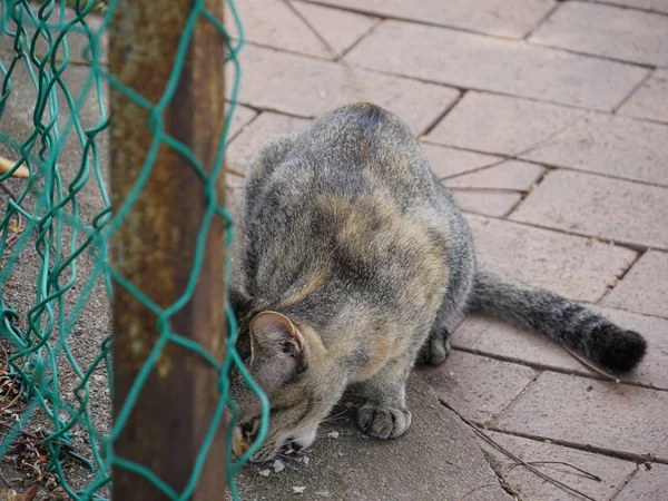 Gato Comiendo Comida Calle Lateral Cerca Una Valla Ciclónica —  Fotos de Stock