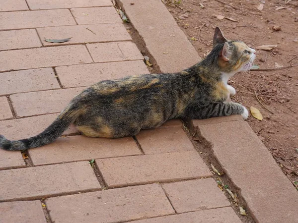 Schwarz Gelbe Katze Liegt Auf Ziegelsteinpflaster — Stockfoto