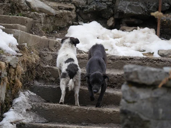 Two dogs going in opposite directions on a winter morning