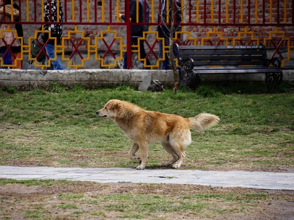 Brown Dog Walking Pavement Park — Stock Photo, Image