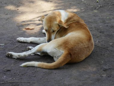 Beyaz ve turuncu köpek yerde yatıyor.