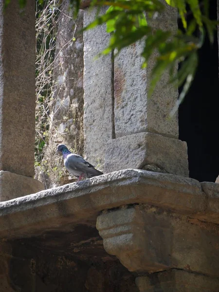 Pigeon perched on a ledge of a historic building