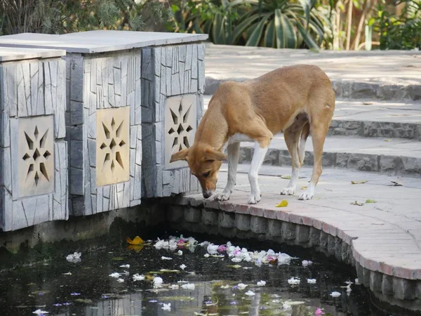 Brun Hund Förbereder Sig För Att Dricka Vatten Från Park — Stockfoto