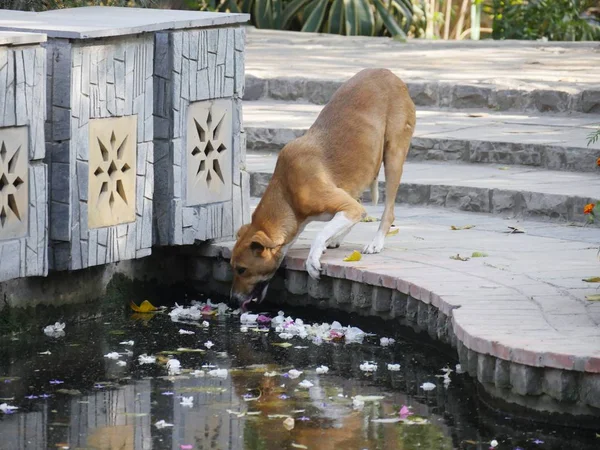 Brown dog drinking water from a pond at a park