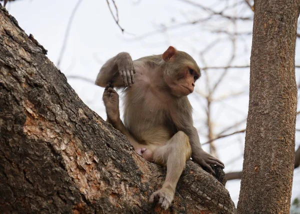Affe Hockt Auf Einem Baum Und Schaut Nach Unten — Stockfoto