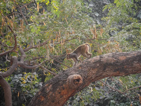 Amplo Tiro Macaco Subindo Uma Árvore Grande Floresta — Fotografia de Stock