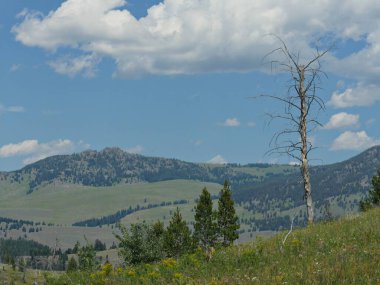 Wyoming 'deki Yellowstone Ulusal Parkı' ndaki bir vadide yapraksız bir ağacın olduğu doğa manzarası..