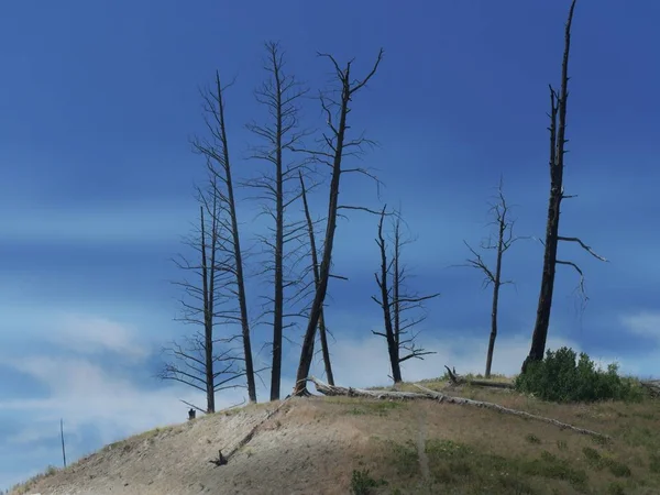 黄石公园前森林大火中的无叶树木向上靠近镜头 — 图库照片