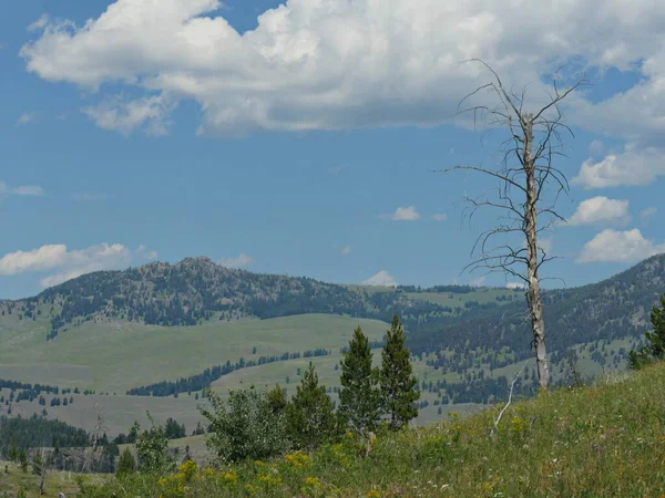 Paesaggio Naturale Con Albero Senza Foglie Una Valle Yellowstone National — Foto Stock