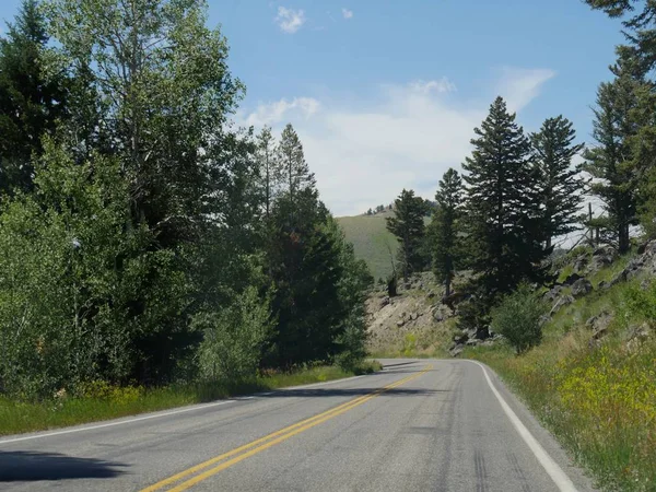 Gepflasterte kurvenreiche Straße mit jungen Bäumen im Yellowstone Nationalpark — Stockfoto
