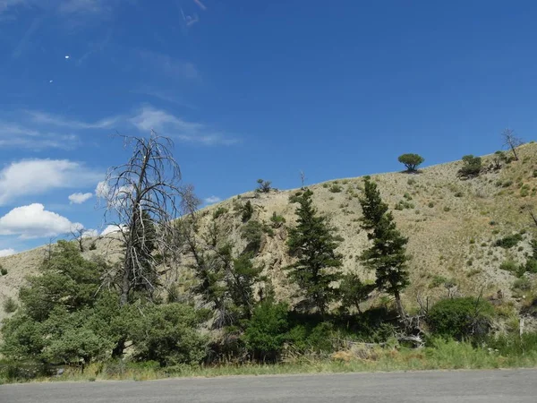 Jeunes arbres le long de la route au pied d'une colline en pente à Yell — Photo