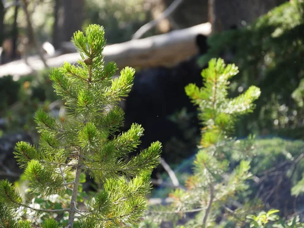 Close up tiro focado da parte superior de um pinheiro jovem, borrão — Fotografia de Stock