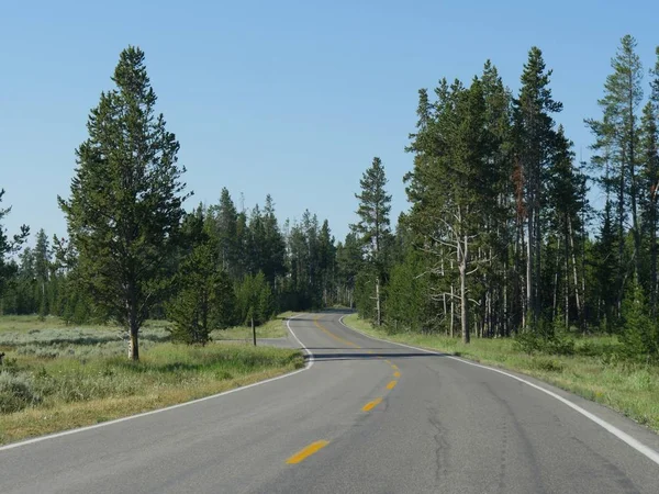 Route sinueuse pavée avec de grands arbres au parc national Yellowstone , — Photo