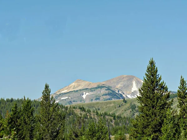 Vue vers le haut de pins, avec des montagnes lointaines partiellement crique — Photo