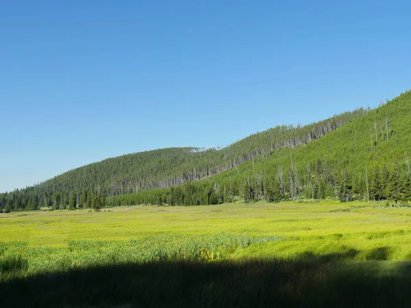 Verdes agradables en Hayden Valley en el Parque Nacional Yellowstone, W —  Fotos de Stock