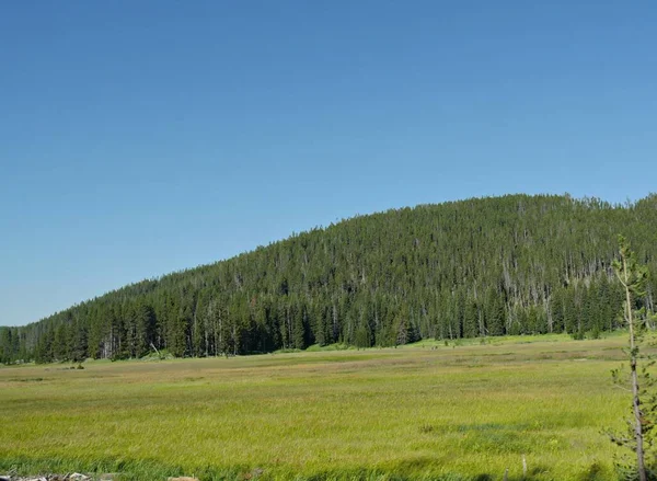 Hayden Valley faz fronteira com a floresta espessa em Yellowstone National P — Fotografia de Stock