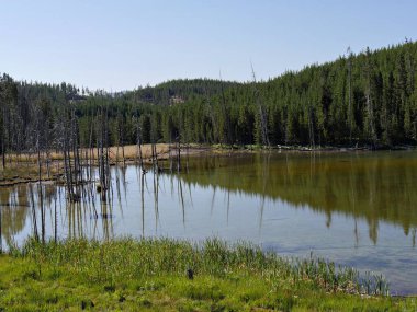 Yellowstone Natio 'daki Norris Gayzer Havzası' ndaki ağaçların yansımaları